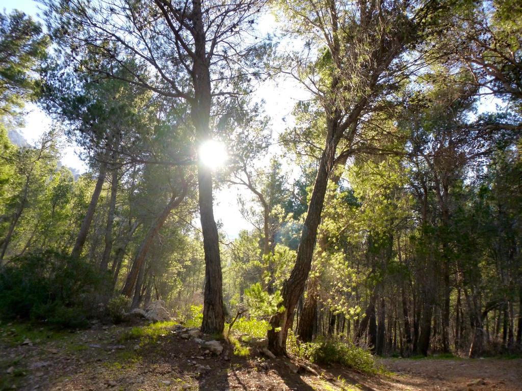 Finca Ses Fontanelles Andraitx Dış mekan fotoğraf