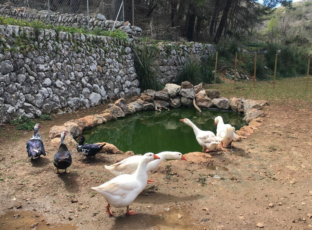Finca Ses Fontanelles Andraitx Dış mekan fotoğraf